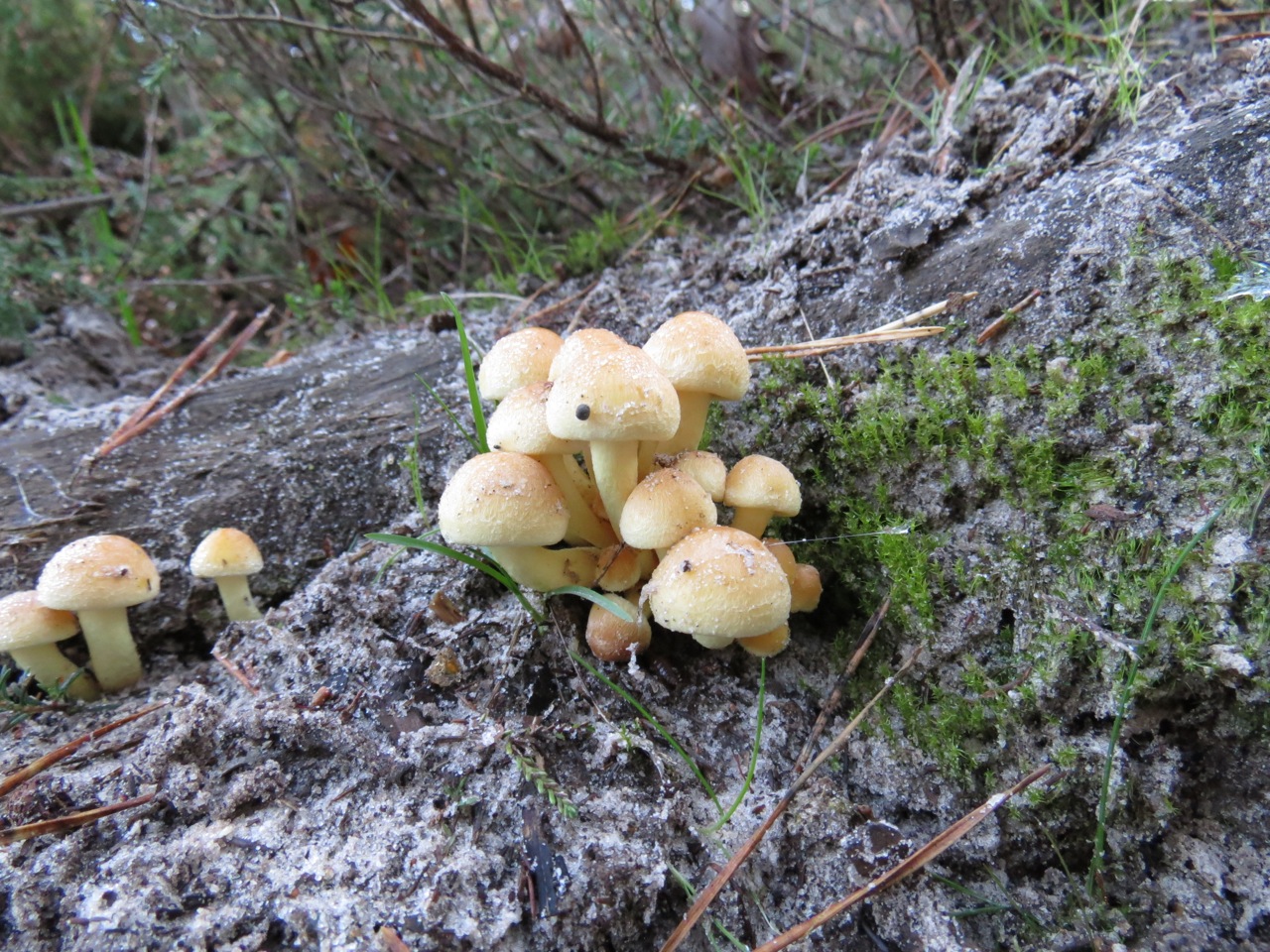 Hypholoma fasciculare 7586